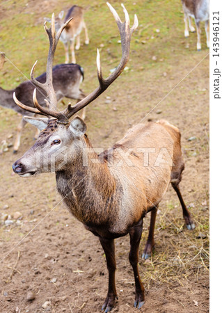 Red deer stag on meadow Red deer stag on meadow 143946121