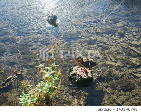 澄んだ川の岩に立つメスのマガモと泳ぐオスのマガモ 逆光にきらめく水面 143946748
