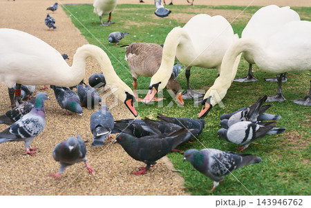 芝生と砂利道で餌をついばむコブハクチョウとハイイロガンとハトの群れ 芝生と砂利道で餌をついばむコブハクチョウとハイイロガンとハトの群れ 143946762
