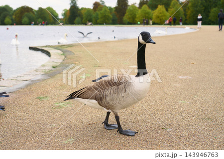 ロンドンの公園の池のほとりに立つカナダガンと泳ぐコブハクチョウ 143946763