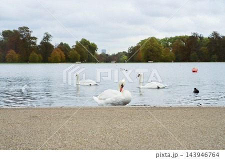 ロンドンの公園の池で羽づくろいするコブハクチョウと泳ぐ白鳥たち ロンドンの公園の池で羽づくろいするコブハクチョウと泳ぐ白鳥たち 143946764