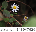リュウノウギクの花 143947620