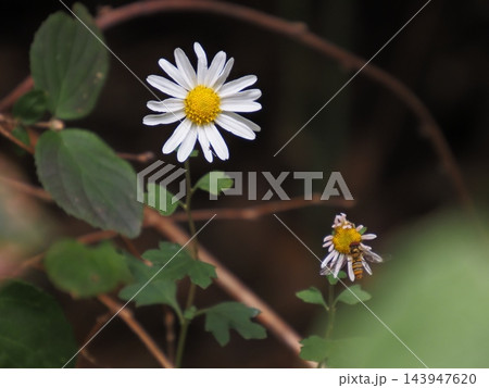 リュウノウギクの花 リュウノウギクの花 143947620