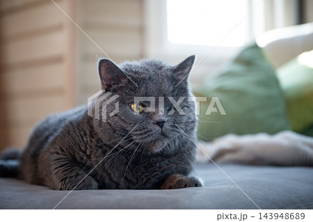 One eyed disabled gray British Shorthair cat resting on sofa at home One eyed disabled gray British Shorthair cat resting on sofa at home 143948689