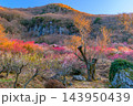 2月下旬の朝の湯河原梅林で柱状節理のぞく幕山の山肌を背に朝日に輝く満開の梅の広がりを捉えた早春風景 143950439