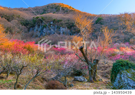 2月下旬の朝の湯河原梅林で柱状節理のぞく幕山の山肌を背に朝日に輝く満開の梅の広がりを捉えた早春風景 2月下旬の朝の湯河原梅林で柱状節理のぞく幕山の山肌を背に朝日に輝く満開の梅の広がりを捉えた早春風景 143950439