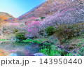 2月下旬の湯河原梅林の池で水かがみとなり上下対称に映り込む満開の梅の木々を捉えた美しい早春風景 143950440