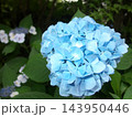 青い紫陽花 143950446