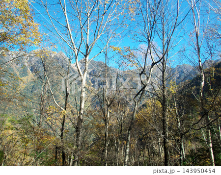 白樺や落葉樹の枝越しに荒々しい山肌を望む風景 143950454