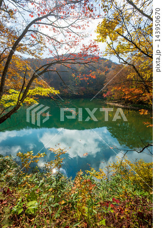 蔵王どっこ沼の紅葉とエメラルドグリーンの水面 蔵王どっこ沼の紅葉とエメラルドグリーンの水面 143950670