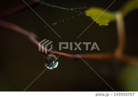 A Drop Of Water After The Rain On A Branch 143950707