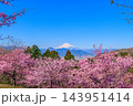 3月初旬の朝のおおいゆめの里で純白の富士山を背景に咲き誇る満開の桜並木のパノラマを捉えた早春風景 143951414