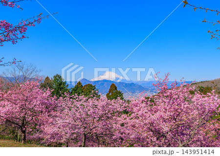 3月初旬の朝のおおいゆめの里で純白の富士山を背景に咲き誇る満開の桜並木のパノラマを捉えた早春風景 3月初旬の朝のおおいゆめの里で純白の富士山を背景に咲き誇る満開の桜並木のパノラマを捉えた早春風景 143951414