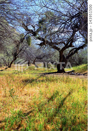 Salt River Recreation Area Arizona Salt River Recreation Area Arizona 143951500