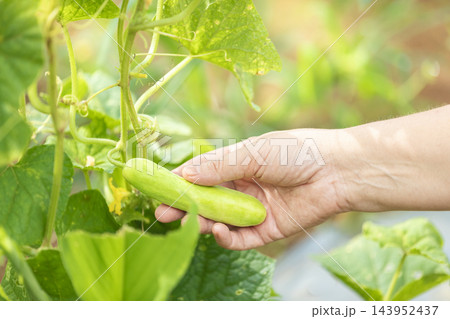 Close up farmer hand harvesting fresh organic green bell pepper in farm, agricultural concept 143952437