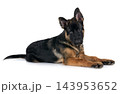 young german shepherd 143953652