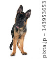 young german shepherd 143953653