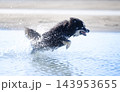 pomsky and beach 143953655