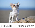 chihuahua and beach 143953656
