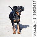 miniature pinscher on beach 143953657