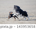 miniature pinscher and pomsky on beach 143953658
