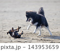 miniature pinscher and pomsky on beach 143953659
