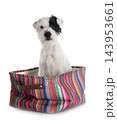 parson russel terrier 143953661