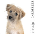 Pyrenean Sheepdog in studio 143953663