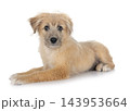 Pyrenean Sheepdog in studio 143953664