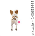 chihuahua in studio 143953665