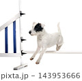 parson russel terrier and agility 143953666