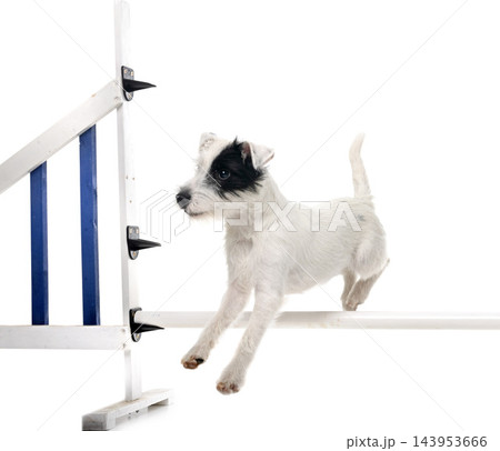 parson russel terrier and agility parson russel terrier and agility 143953666