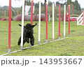 poodle in agility 143953667
