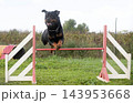 obedience training with a rottweiler 143953668