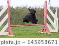 poodle in agility 143953671