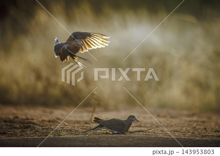 Laughing Dove in Greater Kruger National park, South Africa Laughing Dove in Greater Kruger National park, South Africa 143953803