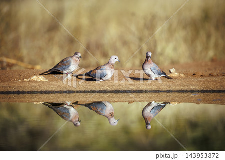 Laughing Dove in Greater Kruger National park, South Africa 143953872