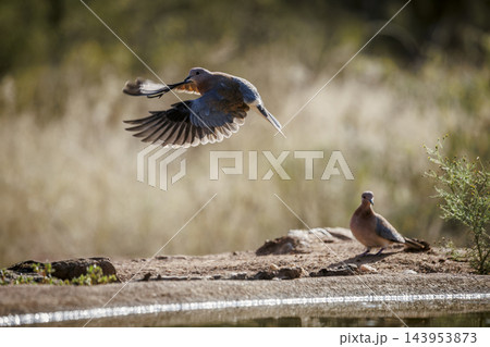 Laughing Dove in Greater Kruger National park, South Africa 143953873