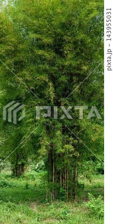 green deciduous forest on a background of a sunny day green deciduous forest on a background of a sunny day 143955031