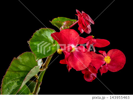 Vibrant Red Begonia Flowers Blooming Against Dark Black Background Vibrant Red Begonia Flowers Blooming Against Dark Black Background 143955463