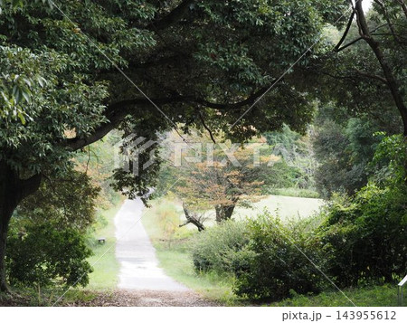 秋の訪れ 愛知県森林公園散策路 143955612