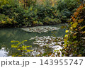 Peaceful Autumn Pond with Ducks and Colorful Foliage Reflected in Still Water. 143955747