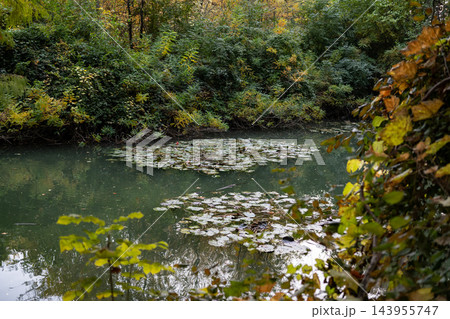Peaceful Autumn Pond with Ducks and Colorful Foliage Reflected in Still Water. 143955747
