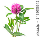Clover flowers isolated on white background. Pink clover on a stem with green leaves. Medicinal herb. 143955942