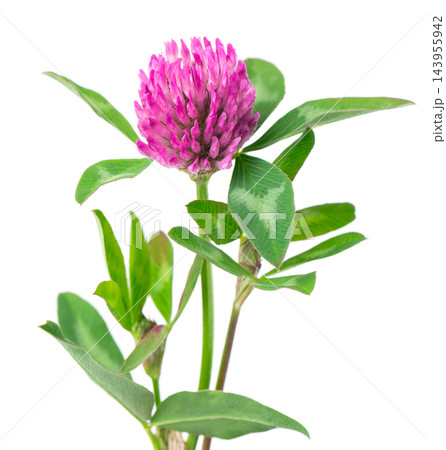 Clover flowers isolated on white background. Pink clover on a stem with green leaves. Medicinal herb. 143955942