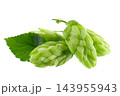 Fresh green hop branch isolated on white background. Hop cones. Beer brewing ingredient. 143955943
