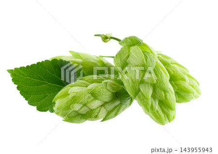Fresh green hop branch isolated on white background. Hop cones. Beer brewing ingredient. Fresh green hop branch isolated on white background. Hop cones. Beer brewing ingredient. 143955943