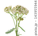 White yarrow flowers with green foliage isolated on white background. Achillea millefolium. Medicinal herb. 143955944