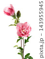 Pink double hibiscus flowers with green leaves isolated on white background. Hibiscus rosa-sinensis. 143955945