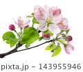 Spring apple blossom isolated on white background. Branch of flowering apple tree with pink and white flowers and green leaves. Clipping path. 143955946